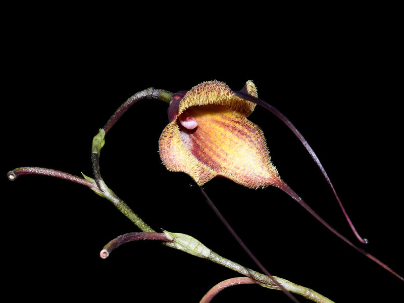 Dracula x kareniae 'Chocolate'