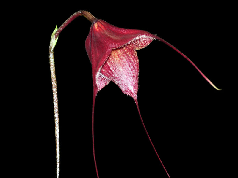 Dracula x kareniae 'Chocolate'