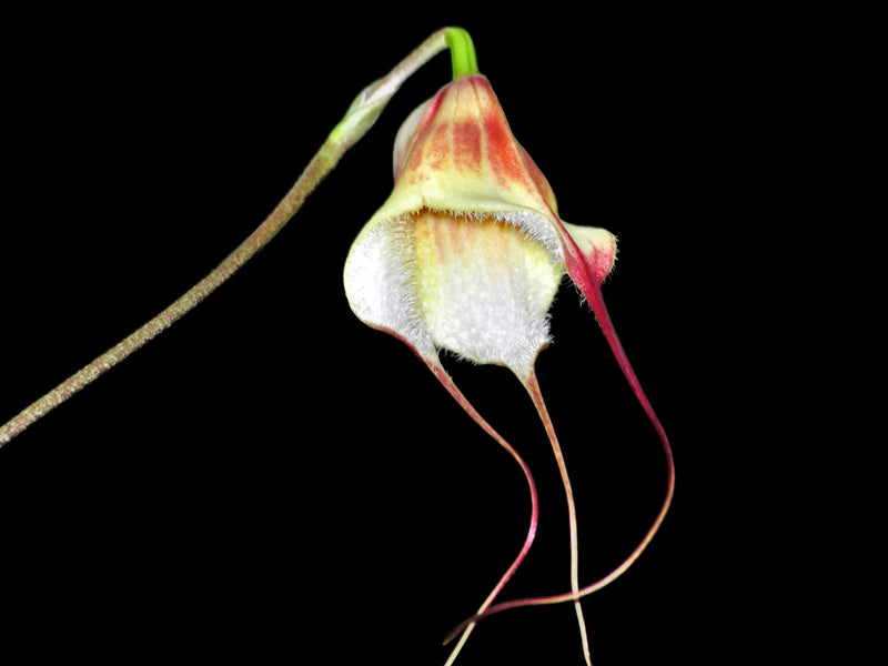 Dracula x kareniae 'Datura'