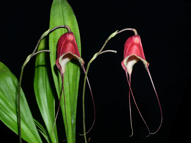 Dracula x kareniae 'Ingrid'