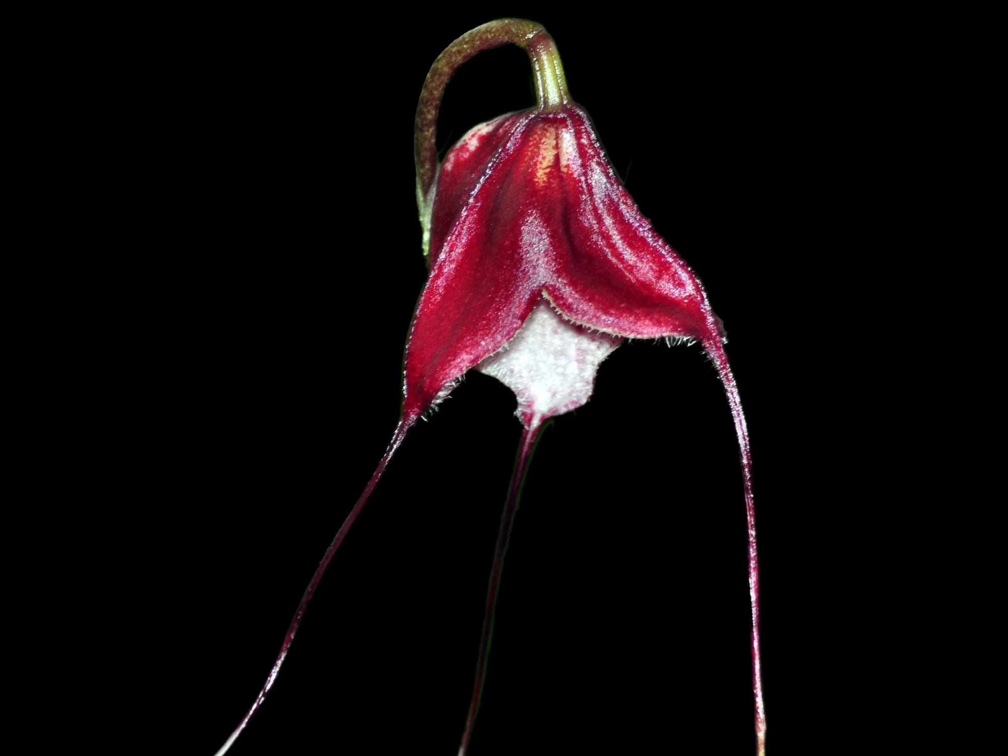 Dracula x kareniae 'Ingrid'