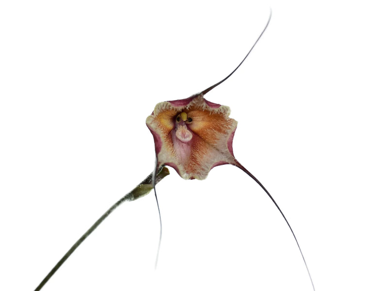 Dracula x kareniae 'La rojita'