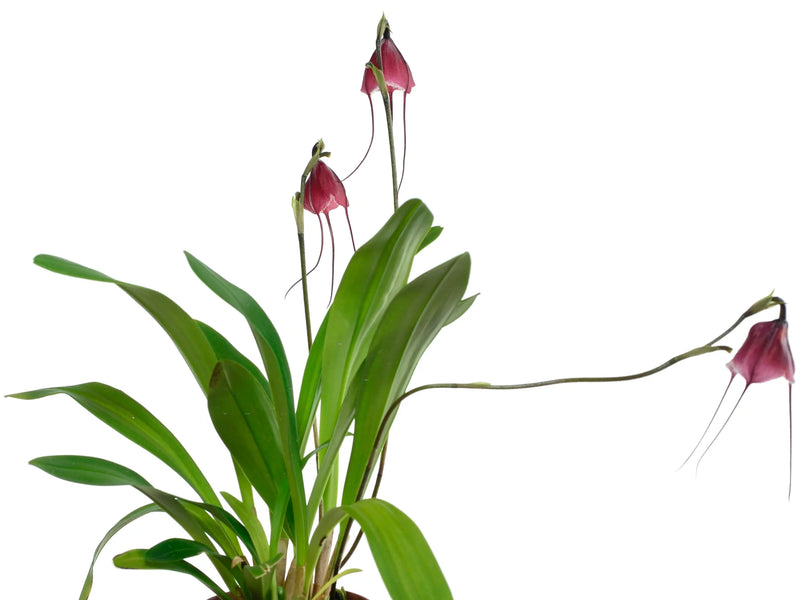 Dracula x kareniae 'La rojita'