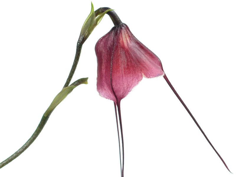 Dracula x kareniae 'La rojita'