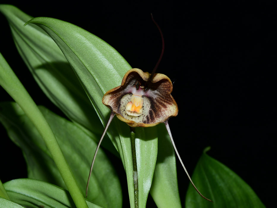 Dracula trigonopetala