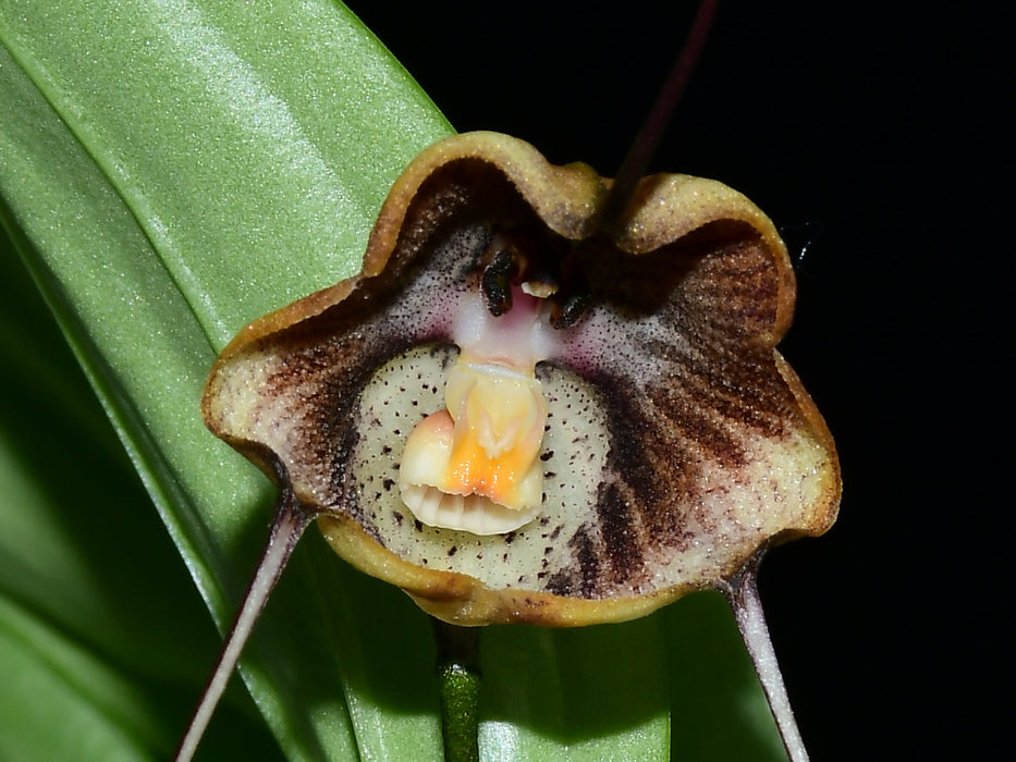 Dracula trigonopetala