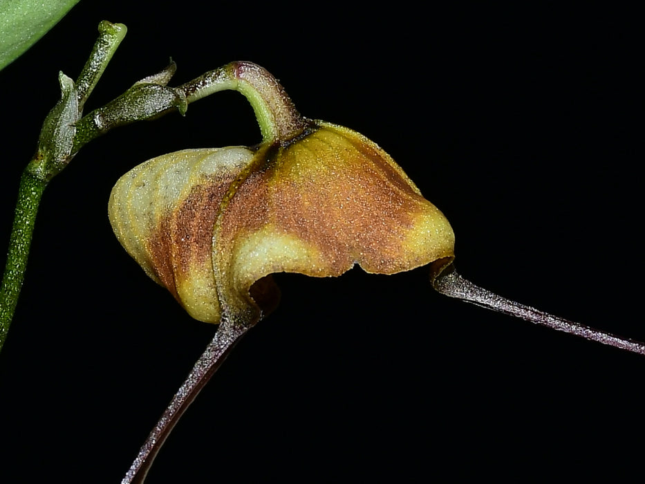 Dracula trigonopetala