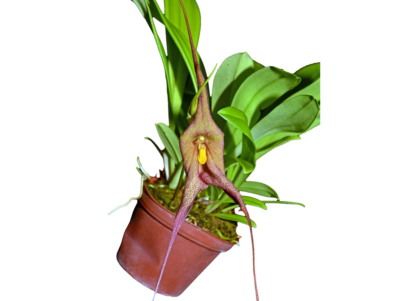 Dracuvallia Gunter Gerlach