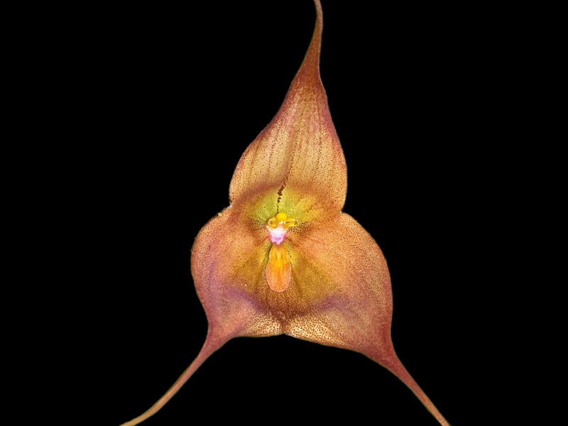 Dracuvallia Alicia Stiles