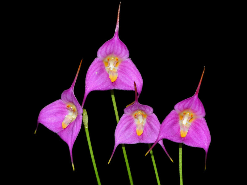 Dracuvallia Blue Boy