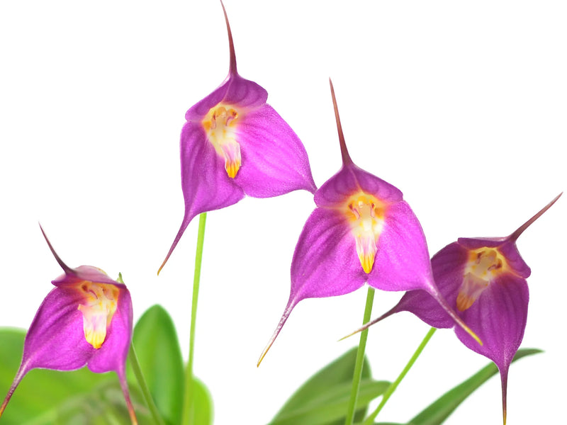 Dracuvallia Blue Boy