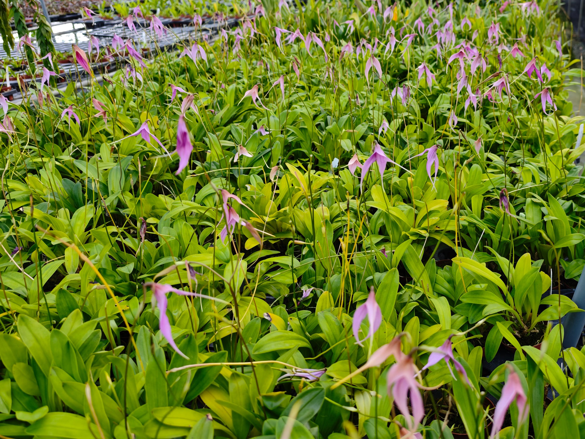 マリアオラクル　：Sarasvati, Unshaken, Drac, Dracuvallia Clive Henrick - Cool Growing Orchid Hybrid