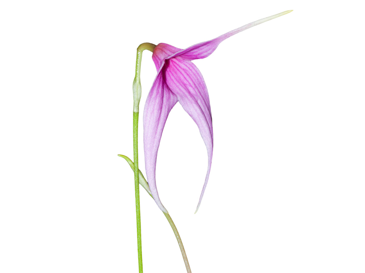 マリアオラクル　：Sarasvati, Unshaken, Drac, Dracuvallia Clive Henrick - Cool Growing Orchid Hybrid