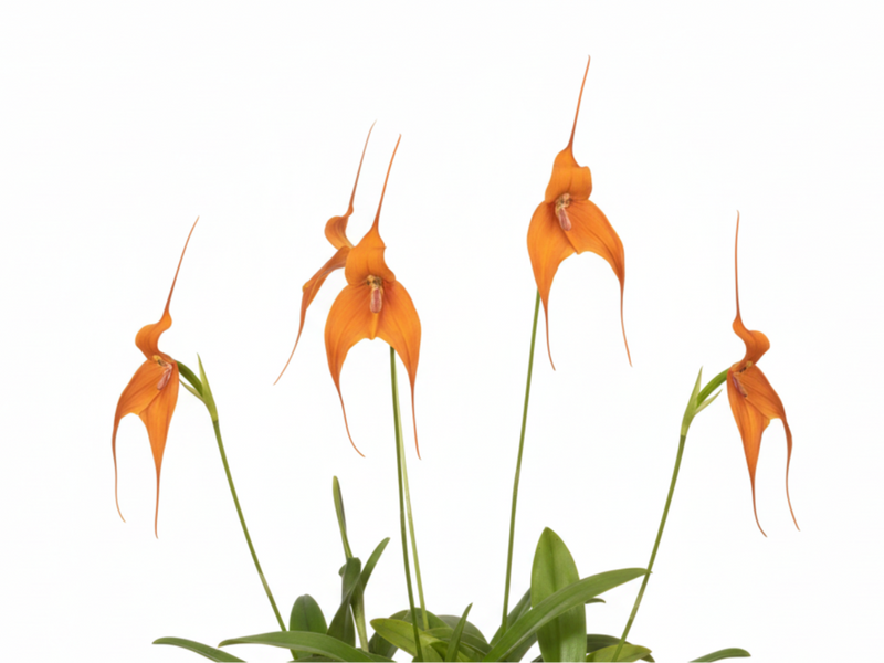 Dracula, Masdevallia