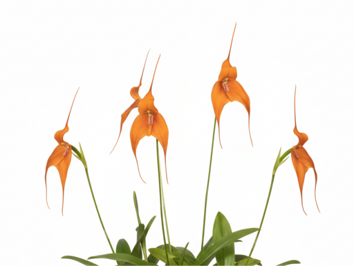 Dracula, Masdevallia