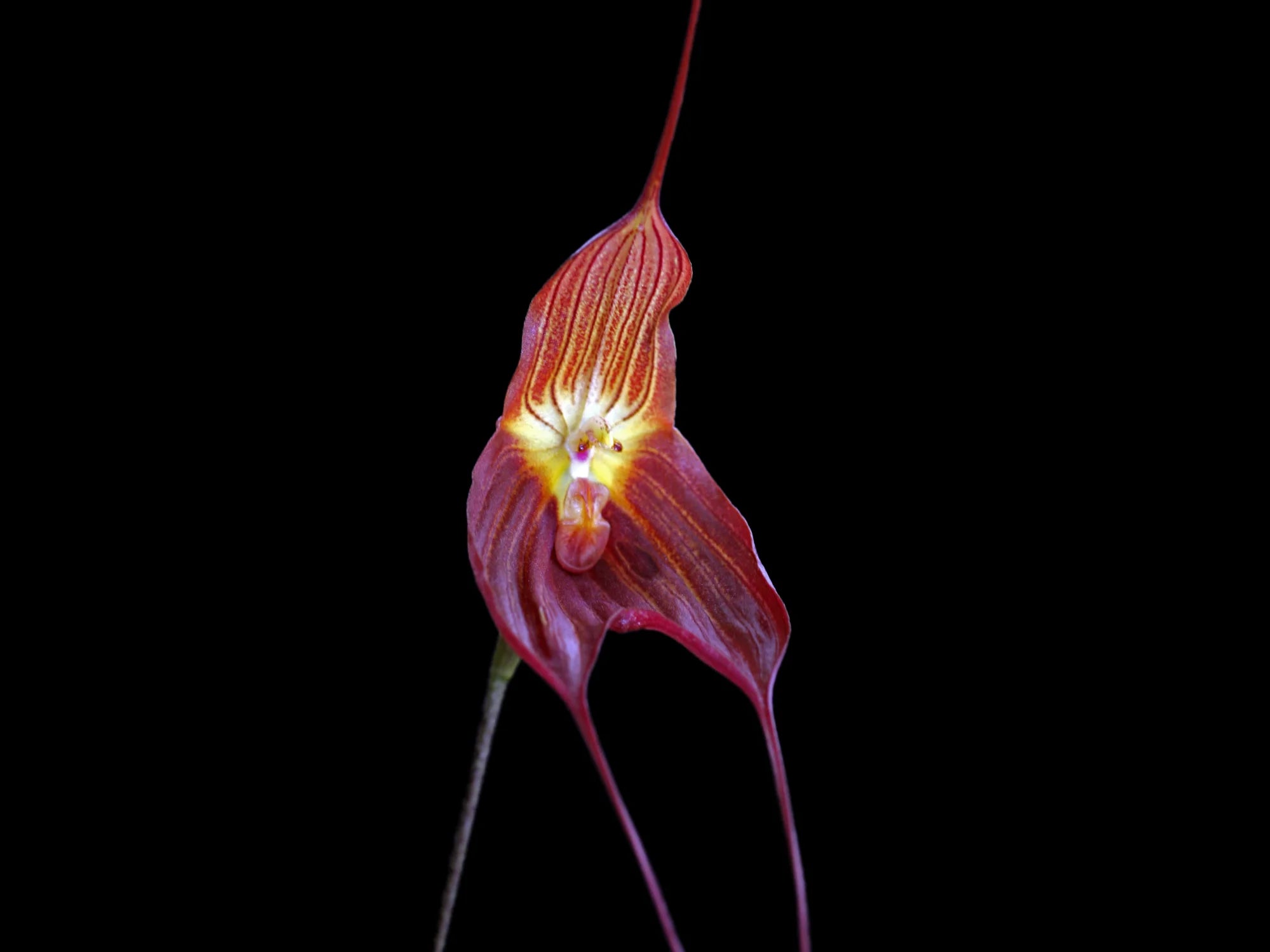 Dracuvallia Gualaquiza