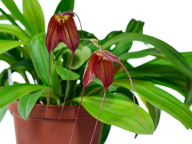 Dracuvallia Gualaquiza