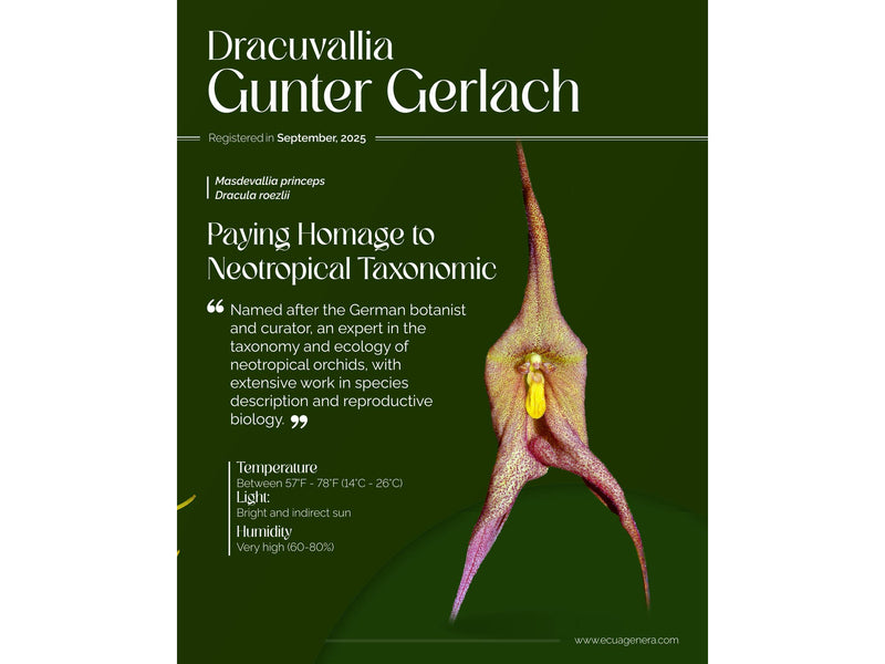 Dracuvallia Gunter Gerlach