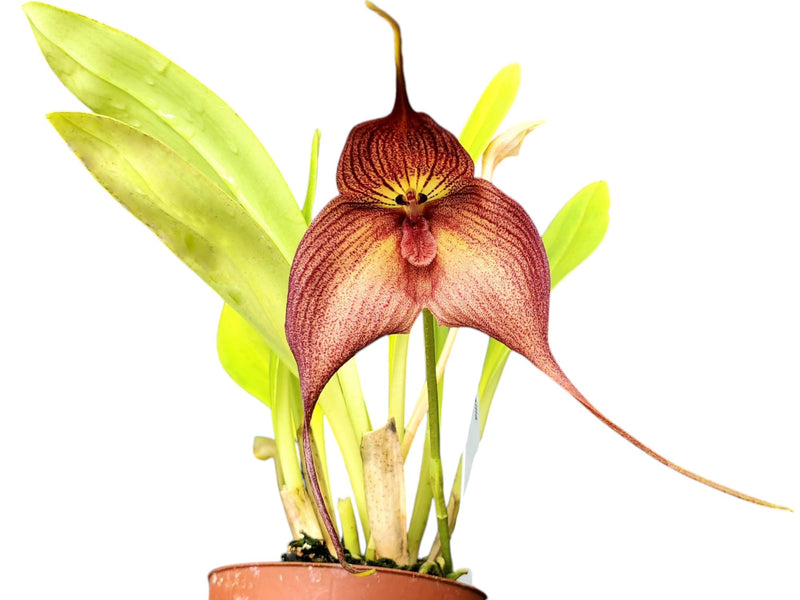 Dracuvallia Hercules