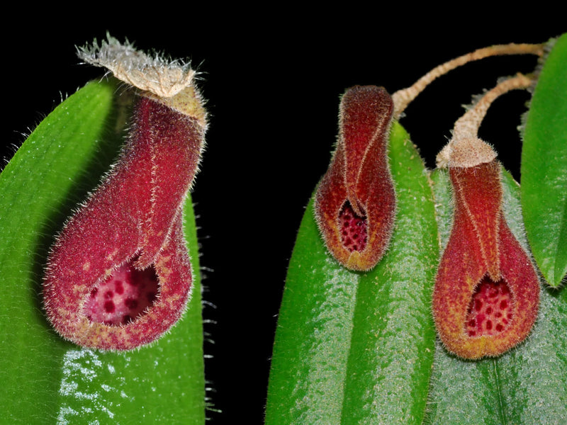 Dresslerella caesariata