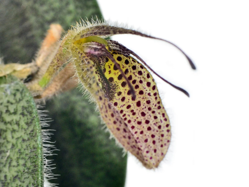 Dresslerella hirsutissima