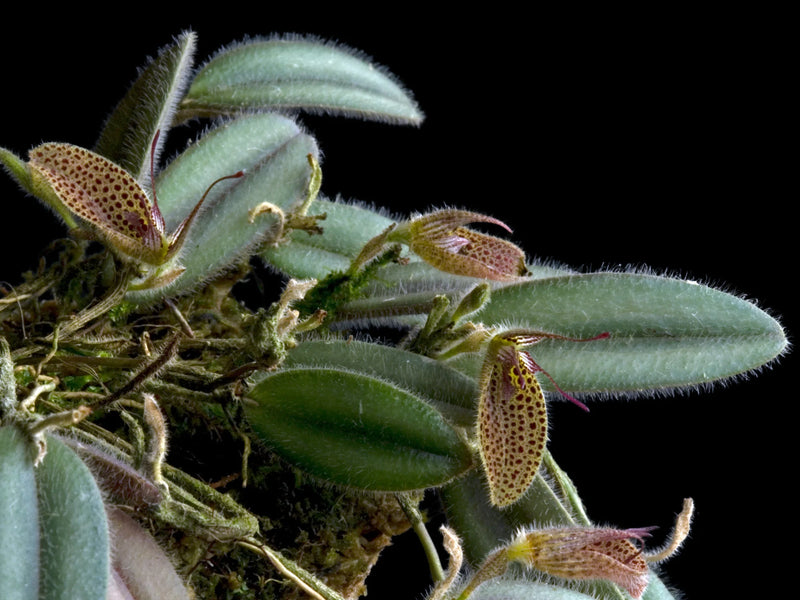 Dresslerella hirsutissima