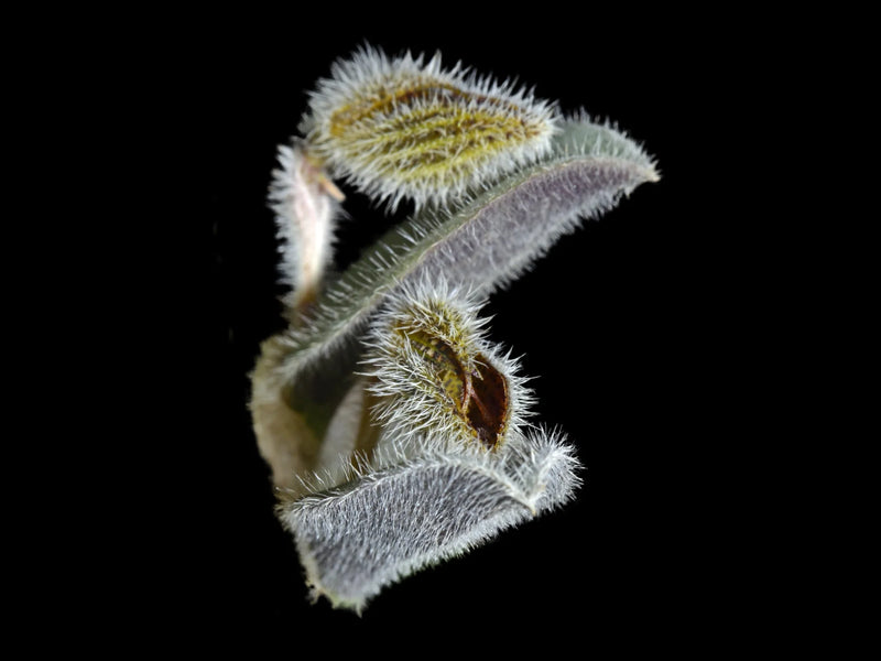 Dresslerella lasiocampa