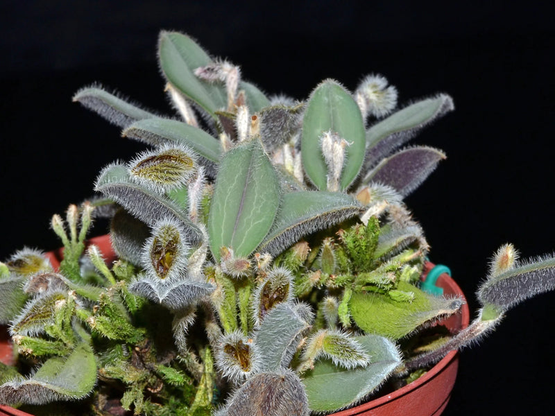 Dresslerella lasiocampa