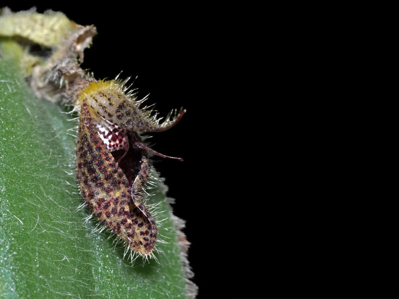 Dresslerella portillae