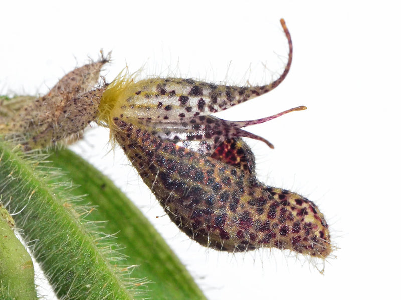 Dresslerella portillae