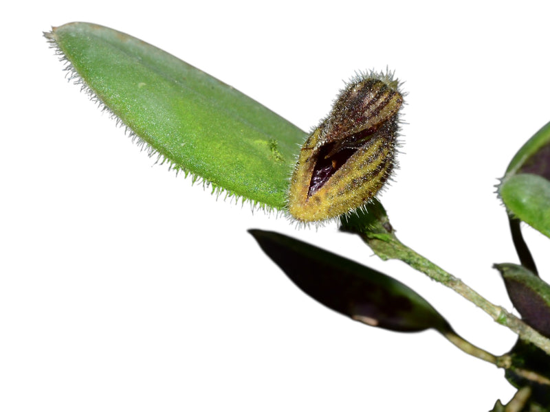 Dresslerella sijmiana