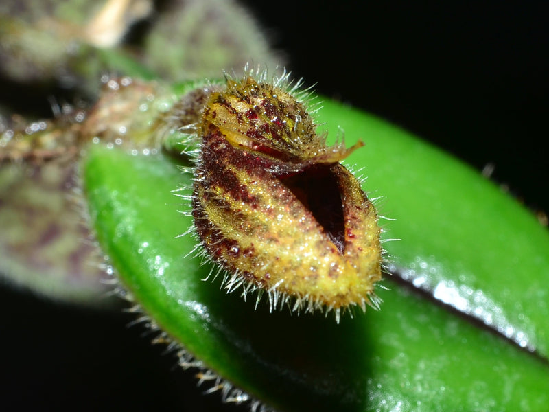 Dresslerella sijmiana