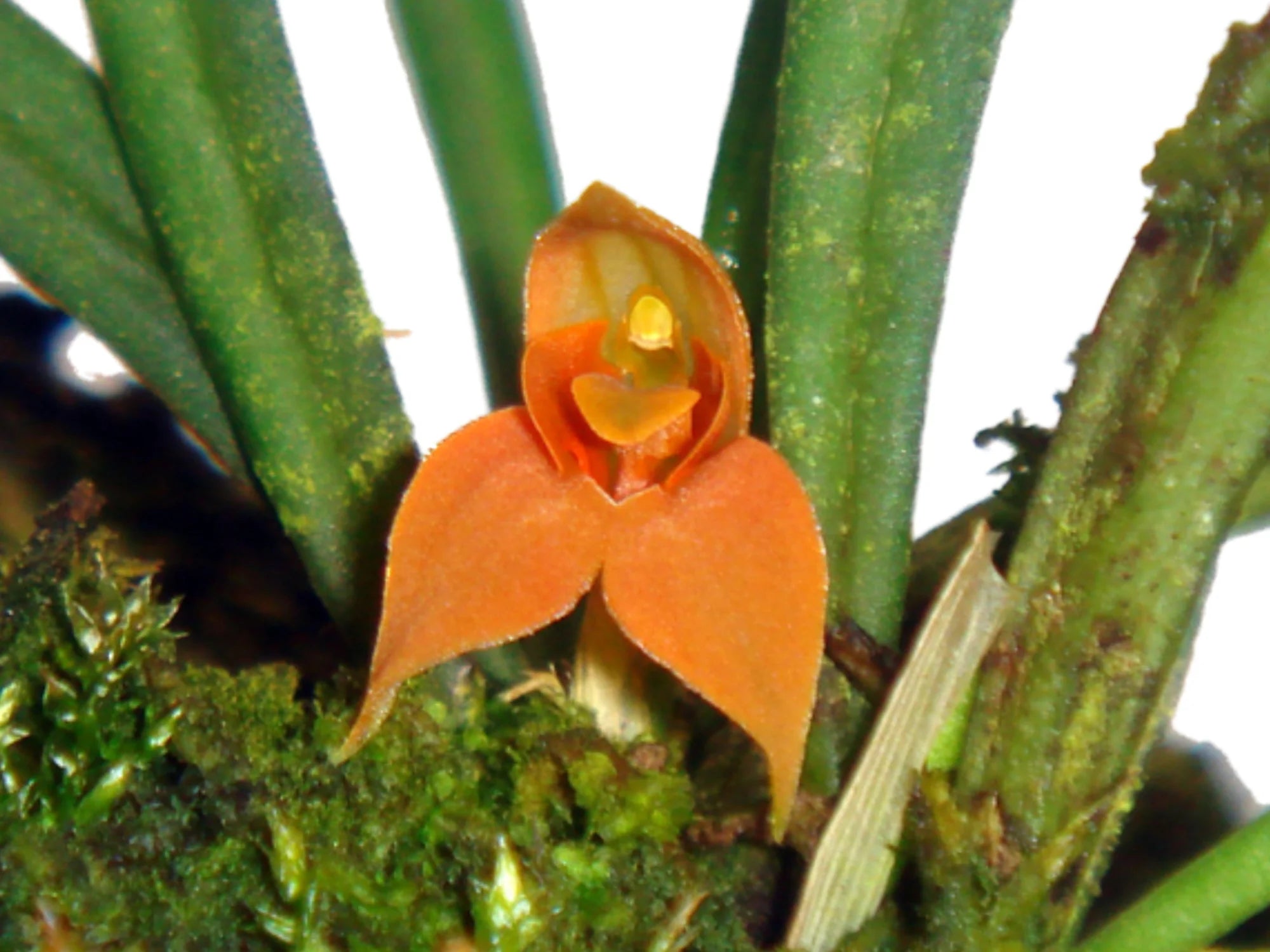 Dryadella aurea