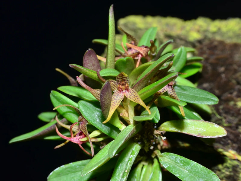 Dryadella clavellata