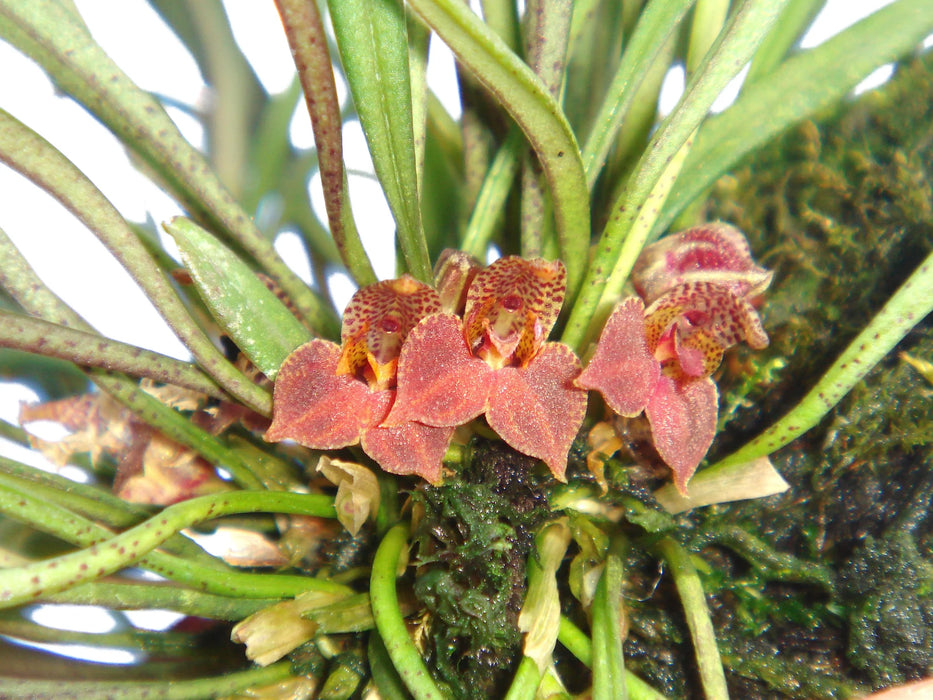 Dryadella cristata