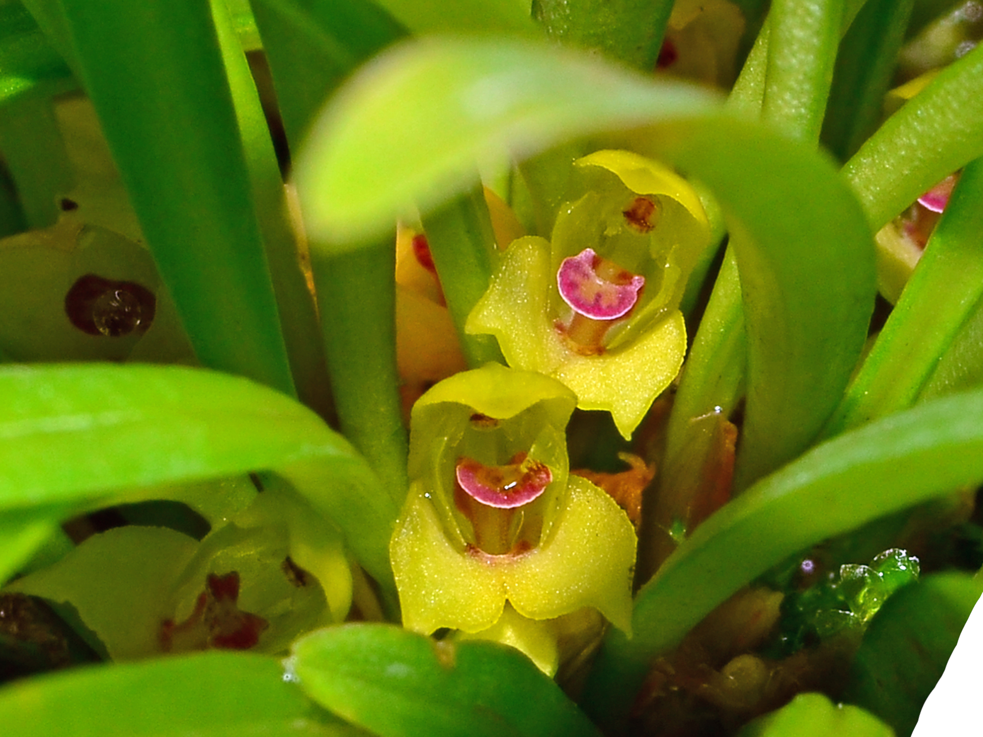 Dryadella gnoma