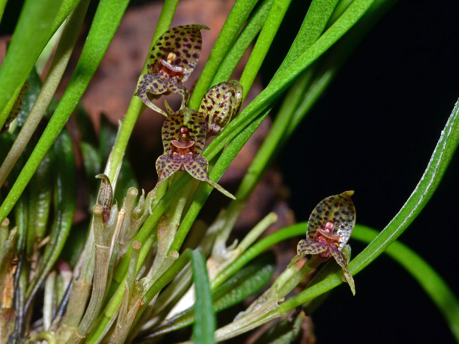 Dryadella hirtzii