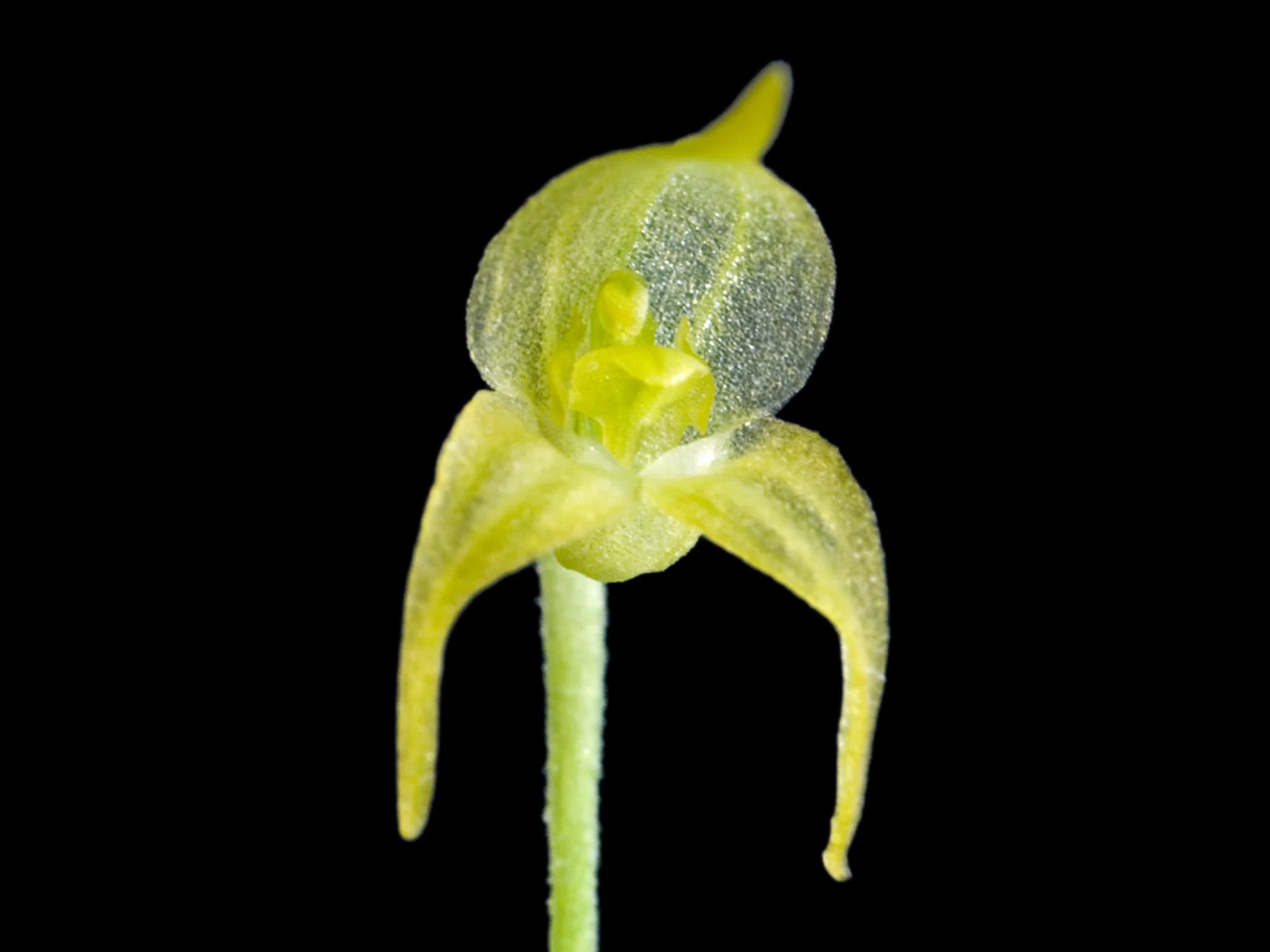 Dryadella pusiola
