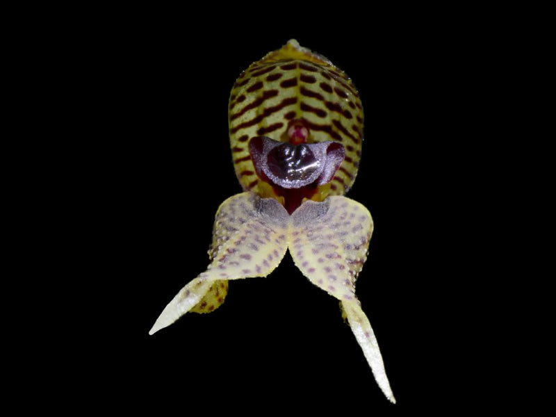 Dryadella speculifera