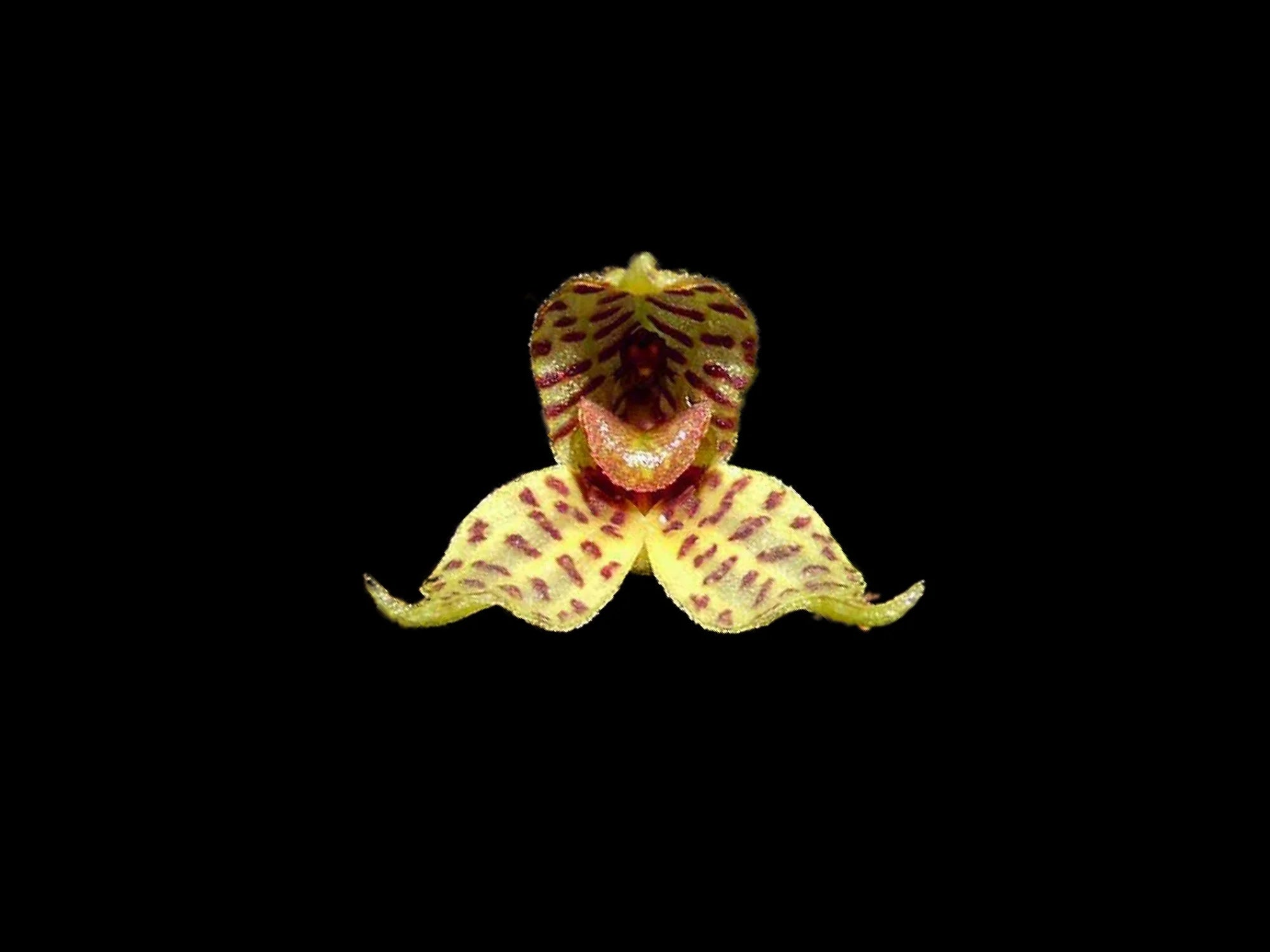 Dryadella summersii