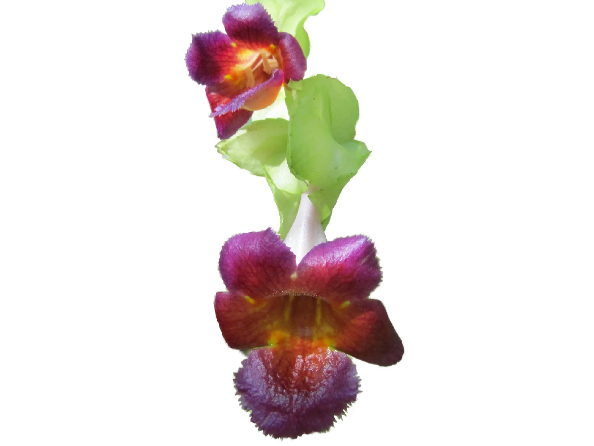 Drymonia chiribogana