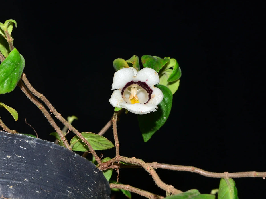 Drymonia macrantha