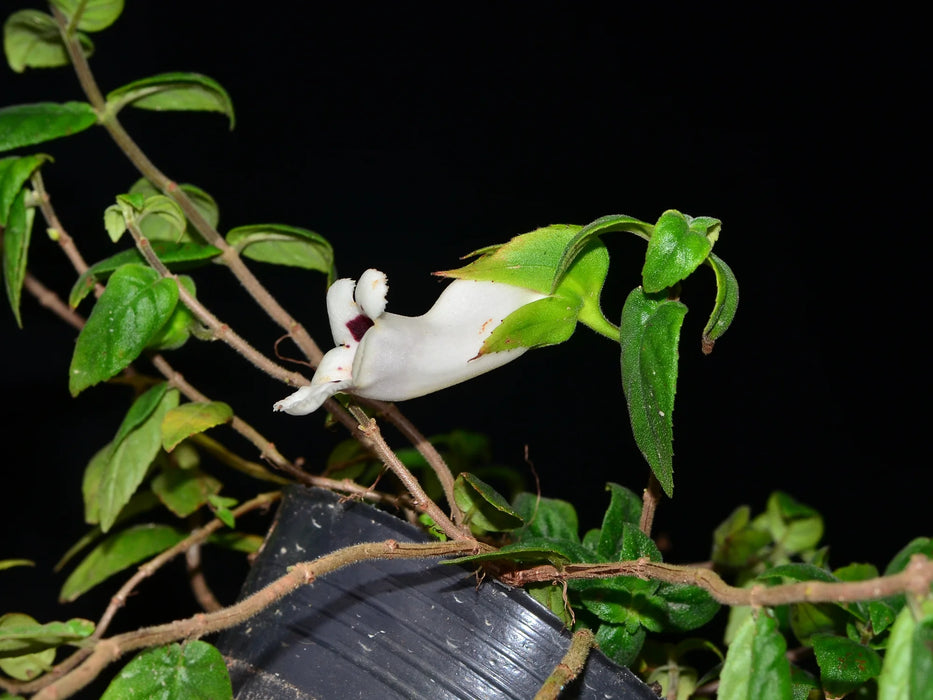 Drymonia macrantha