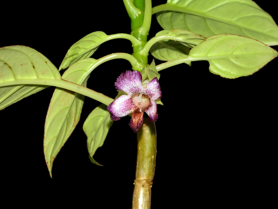 Drymonia punctulata