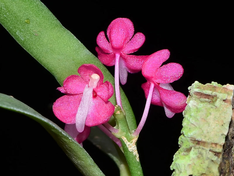 Dyakia hendersoniana