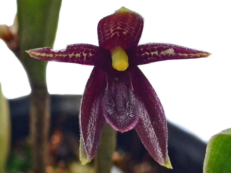 Echinosepala shuarii