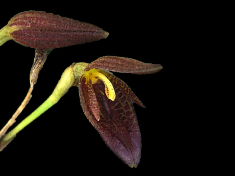 Echinosepala uncinata