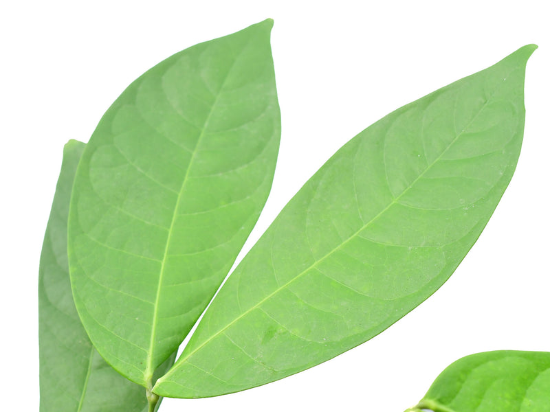 Ecuadendron acosta-solisianum