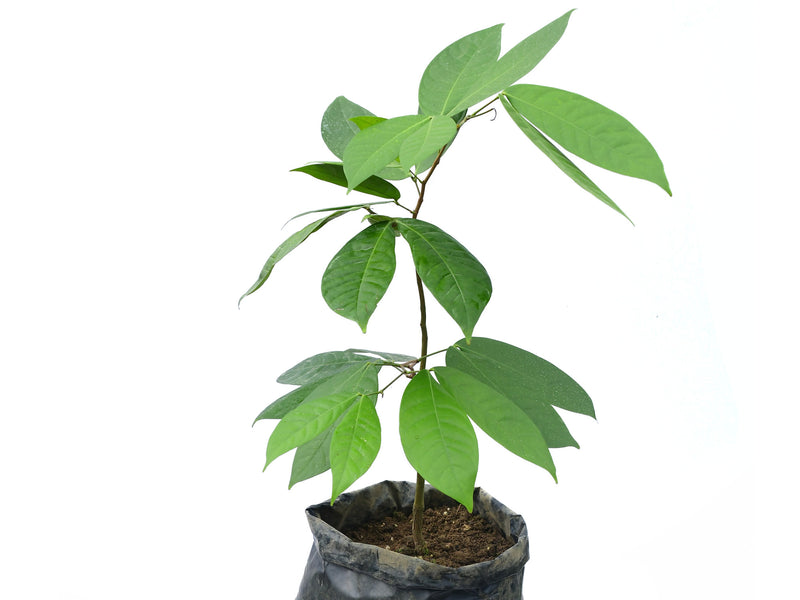 Ecuadendron acosta-solisianum