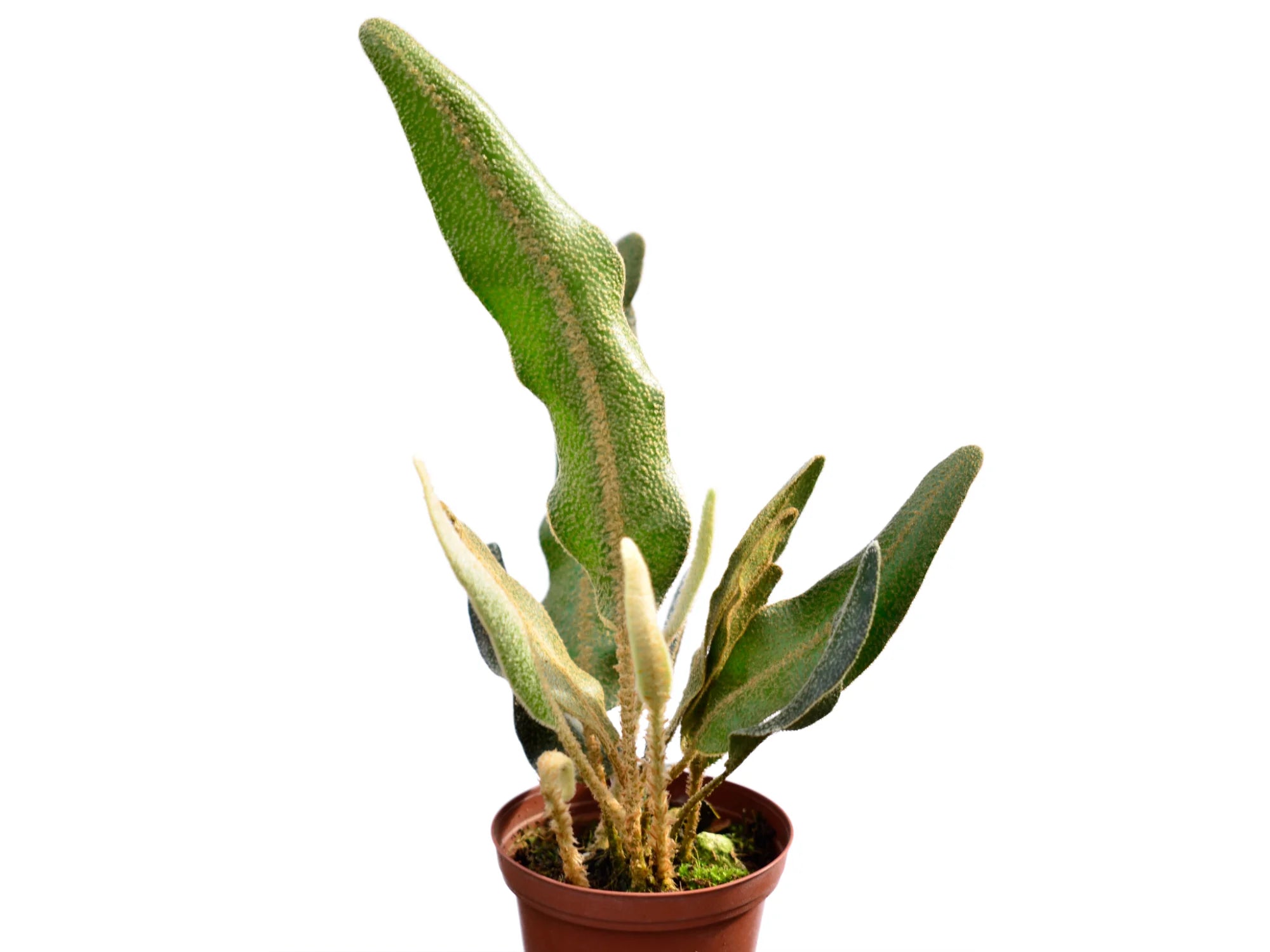 Elaphoglossum apodum